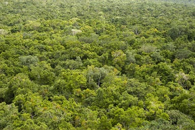 Maya jungle as far as eyes can see. El Mirador.