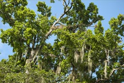 Tree and moss, Jungle El-Peten, Guatemala.