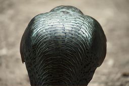 Shiny black back of wild turkey.