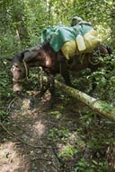 Mule on El-Mirador trail.