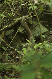 2 snakes interwined in a looter's cave, Maya jungle, cola de hueso.