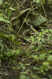 They call them cola de hueso. Sankes in Maya jungle.