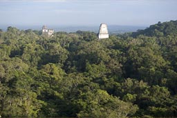 Maya Pyramids sticking out of the jungle, Tikal, Peten, Guatemala.