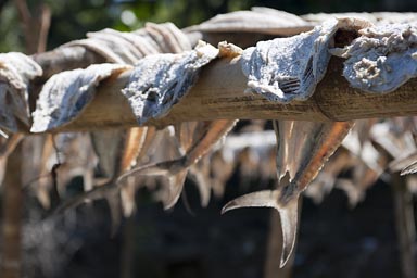 Dried fish, Livingston.