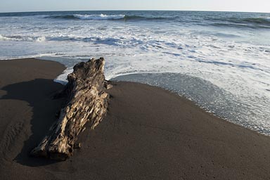 Drifft wood, Guatemala beach of Monterico. Pacific Ocean.