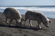 Rose pigs on Pacific ocean Guatemala beach near Monterico.