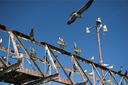 Approaching Livingston, pelicans and other sea birds, cormorants, sea gulls in the sun on a rusty structure..