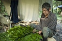 Plant cutter, Peten Maya jungle Guatemala.