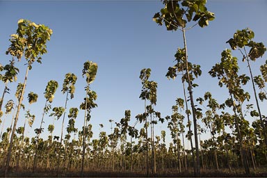 Teca as they call it, a field of teak trees, Nicaragua.