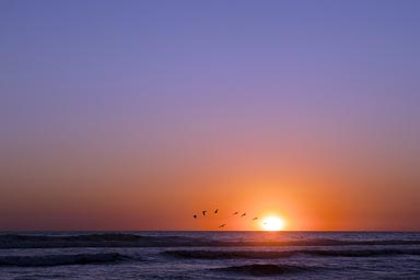 Pelicanoes fly in setting sun. Nicaragua, Pacific.