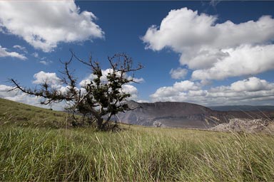 Thorn tree on Masaya volcano, Nicaragua.