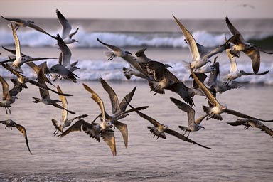 Flock of gulls on beach Venao, Panama.