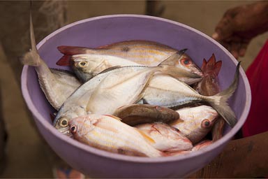 Fish in Callabash, Guna Yala.