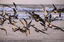 Flock of gulls on beach Venao, Panama.
