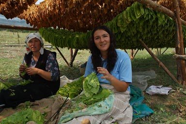 Bulgarian women hanging Tobacco leaves for drying.