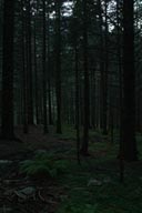 Rila Woods, Bulgaria.