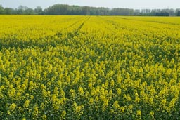 Yellow, blossoming fields.