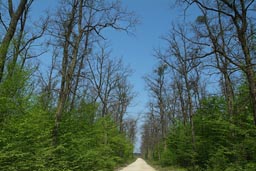 Spring, dirt road Hungary.