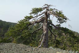 Battered by winds, spliced pine tree Troodos, Cyprus