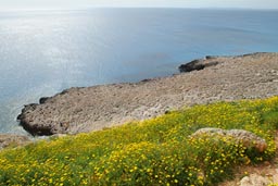 Cliffs and yellow flowers Capo Grekko, Cyprus.