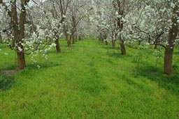 Cherry trees blossom, green grass, garden Cyprus.