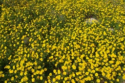 Yellow flowers.