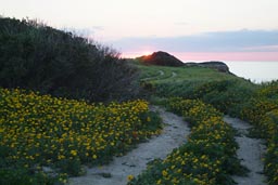 Yellow flowers, spring, sunset, north Cyprus, path.