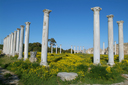 Yellow green Salamis, Cyprus.