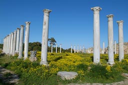 Yellow flowers, Salamis, Cyprus.