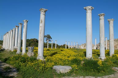 Salamis, yellow flowers.