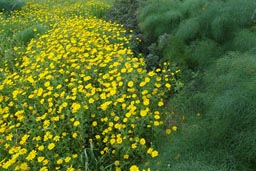 Yellow flowers green, Cyprus.