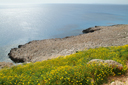 Cliffs and yellow flowers Capo Grekko, Cyprus.