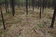 Finland north is forests.