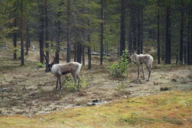 Moose or reindeer? Finland.