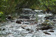 Little stream, Finland.