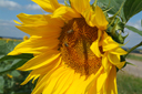 Sunflowers France, July2008