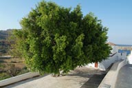 Green tree in white Lindos, Greece.