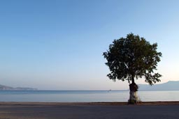 Tree, pier Kissamos.