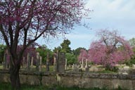 Pink blossoming trees, Olympia.