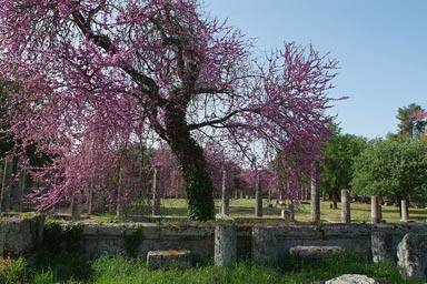 Olympia in spring.