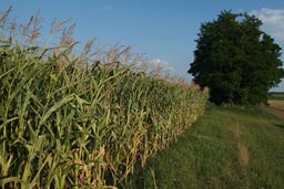 Corn field and huge tree.