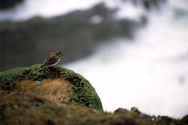 Small bird on cliff