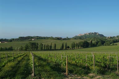 Montepulciano, Tuscany/Toscana, vineyards, blue sky.