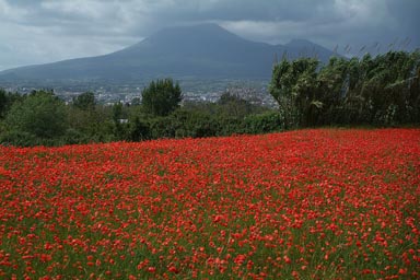 Napoli/Naples, Pompeii, Vesuvio/Vesuv in clowds, field of Poppy,