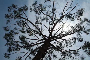 Lecce, Puglia, crown of a tree against sun.