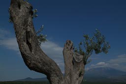 Mount Etna, in a distance, old olive tree in front.