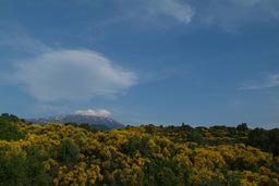 Mount Etna, in a distance, gorse/Ginster, yellow.