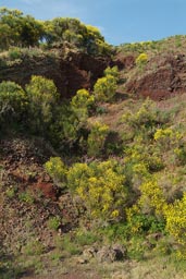 Gorse, gorse/Ginster, yellow.