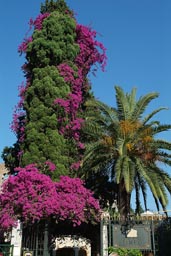 Taormina, Violette Bushes, Grand Hotel Timeo.