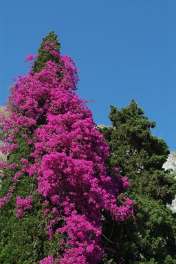 Taormina, rose, violette plant.